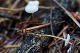 Strobilurus trullisatus image