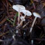 Baeospora myosura image
