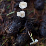 Baeospora myosura image