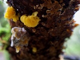 Naematelia aurantia image