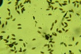 Xylaria multiplex image