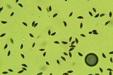 Xylaria multiplex image