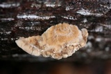 Trametes suaveolens image