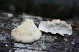 Trametes suaveolens image