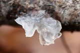 Tremella fuciformis image