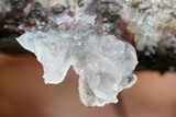 Tremella fuciformis image