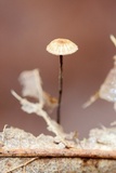 Crinipellis setipes image