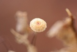 Crinipellis setipes image