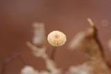 Crinipellis setipes image