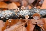 Auricularia angiospermarum image