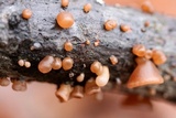 Auricularia angiospermarum image