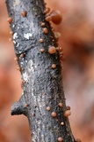 Auricularia angiospermarum image