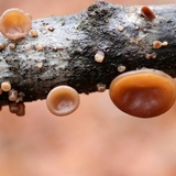 Auricularia angiospermarum image