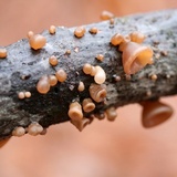 Auricularia angiospermarum image