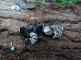 Xylaria mesenterica image