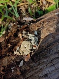Xylaria mesenterica image