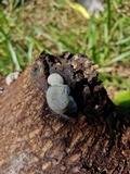 Xylaria mesenterica image
