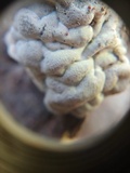 Xylaria mesenterica image