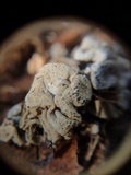 Xylaria mesenterica image