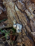 Xylaria mesenterica image