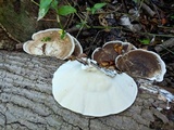 Trametes ectypa image