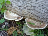 Trametes ectypa image