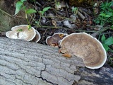 Trametes ectypa image