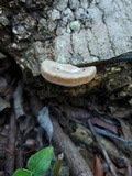 Trametes ectypa image
