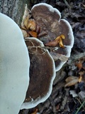 Trametes ectypa image