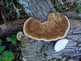 Trametes ectypa image