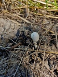 Panaeolus antillarum image