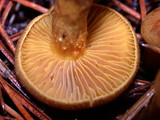 Cortinarius cascadensis image