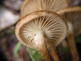 Flammulaster erinaceellus image