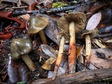 Phaeocollybia olivacea image