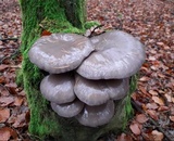 Pleurotus columbinus image