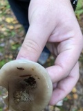 Hygrophorus fuligineus image