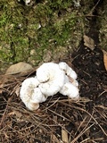 Entoloma abortivum image