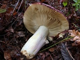 Russula xerampelina image
