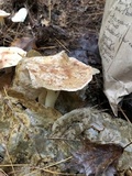 Rhodocollybia maculata image
