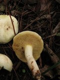Suillus placidus image