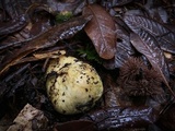 Truncocolumella citrina image