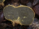 Truncocolumella citrina image