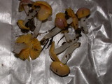 Hygrocybe flavifolia image