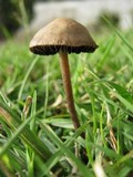 Panaeolus subbalteatus image