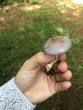 Cortinarius iodes image