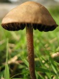 Panaeolus subbalteatus image