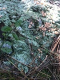 Dibaeis baeomyces image