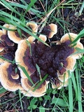 Abortiporus biennis image