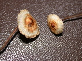 Crinipellis scabella image