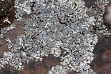 Physcia caesia image
